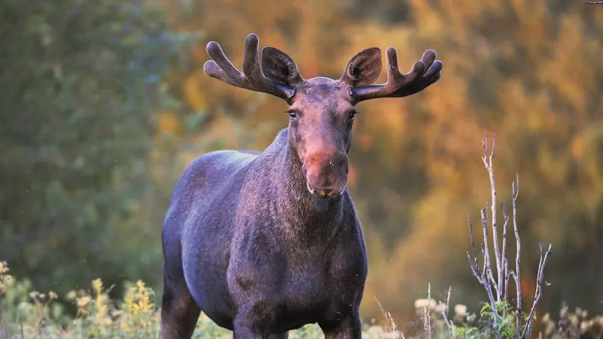 Älg i skogsterräng
