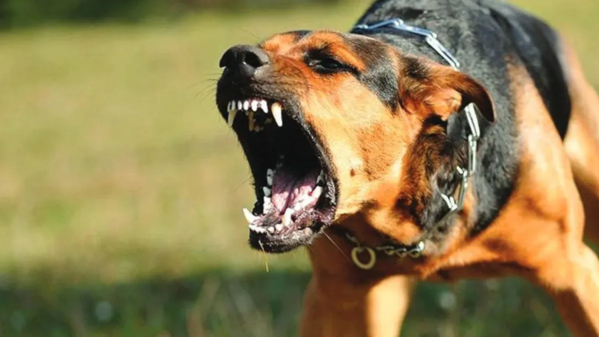 Hund som visar tänderna