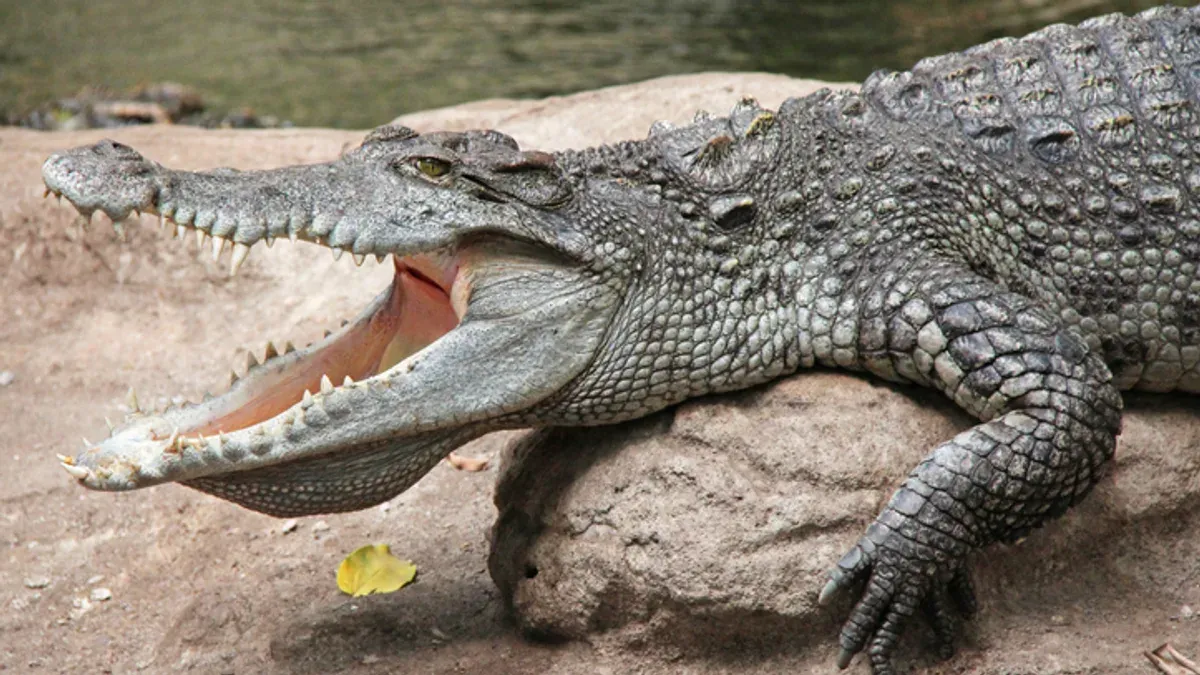 Krokodil i vattenbryn