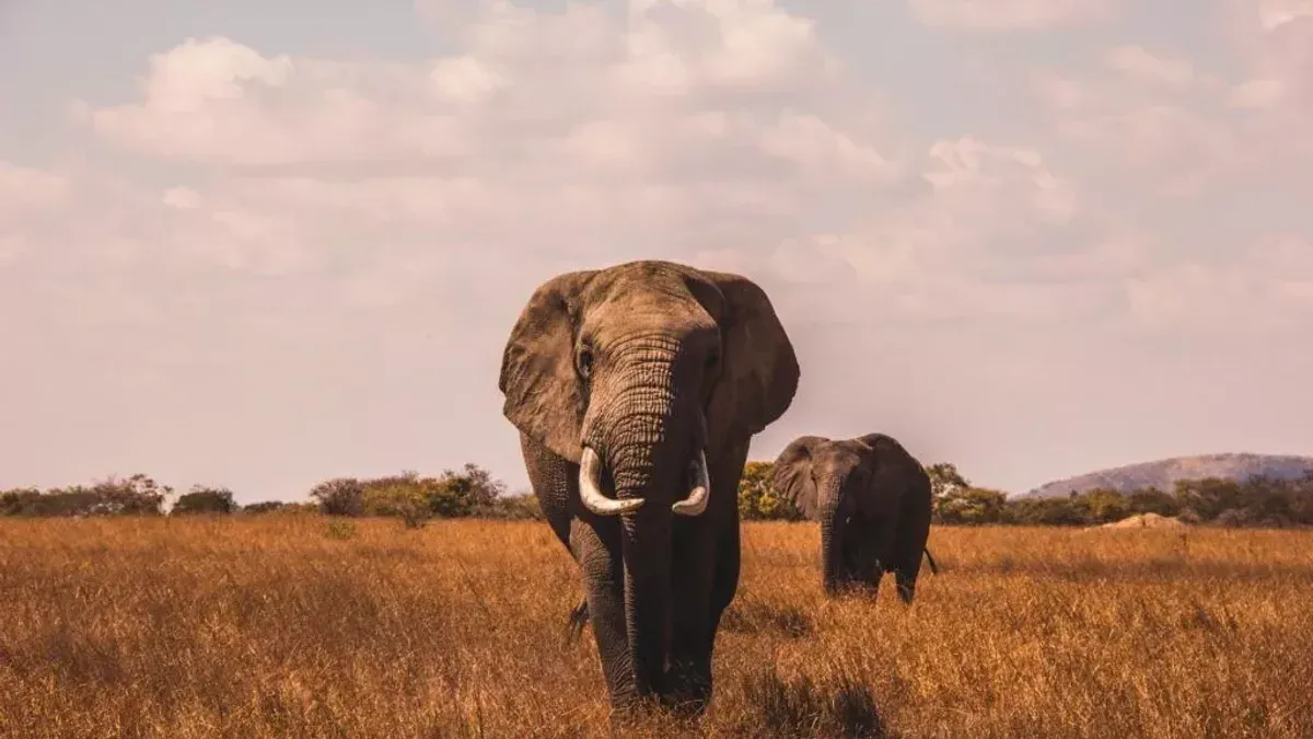 Elefant i savannlandskap