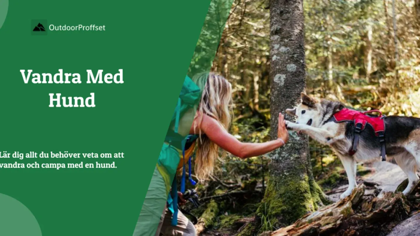Hund i sele går bredvid sin ägare på en stig i skogen