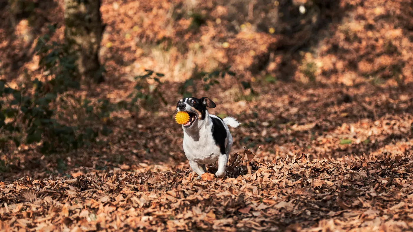 Jakthund springer genom höstskog