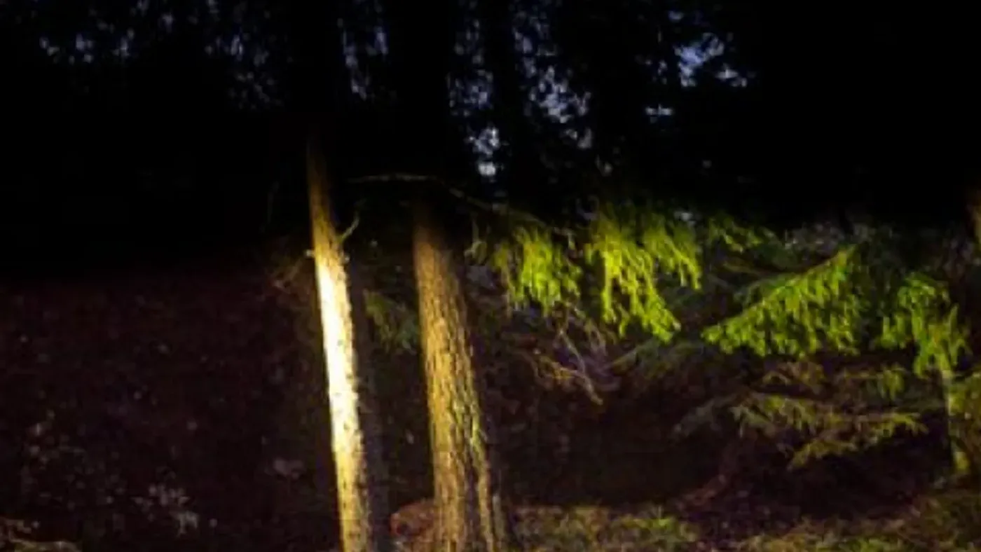Pannlampans ljuskägla lyser upp en trädstam och granris i mörk skog