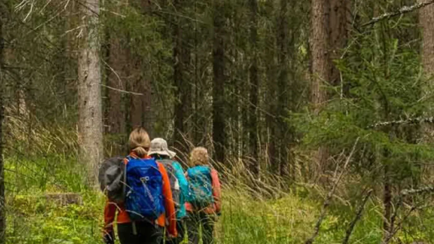 Tre vandrare med ryggsäckar går längs en smal stig genom tät granskog