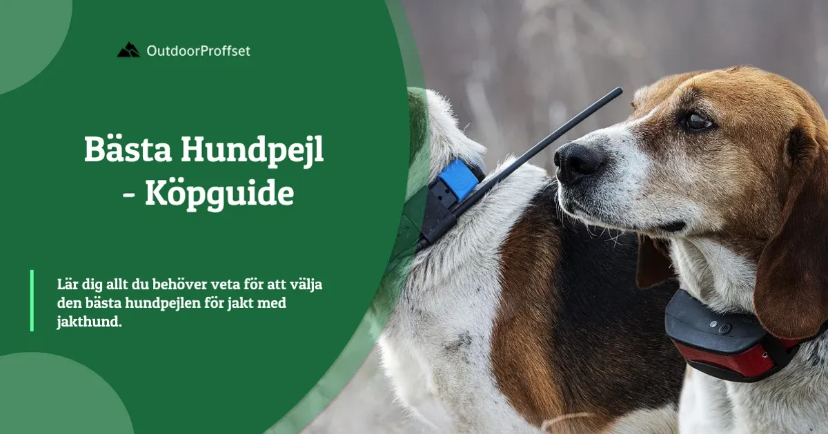 Beagle med gps-halsband och antenn för hundpejl