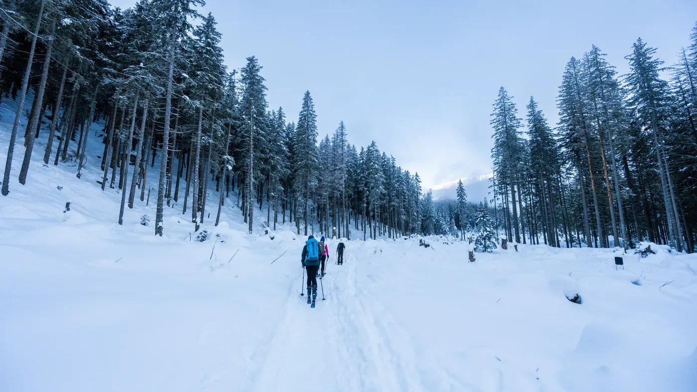 Snötäckt skog med skidspår