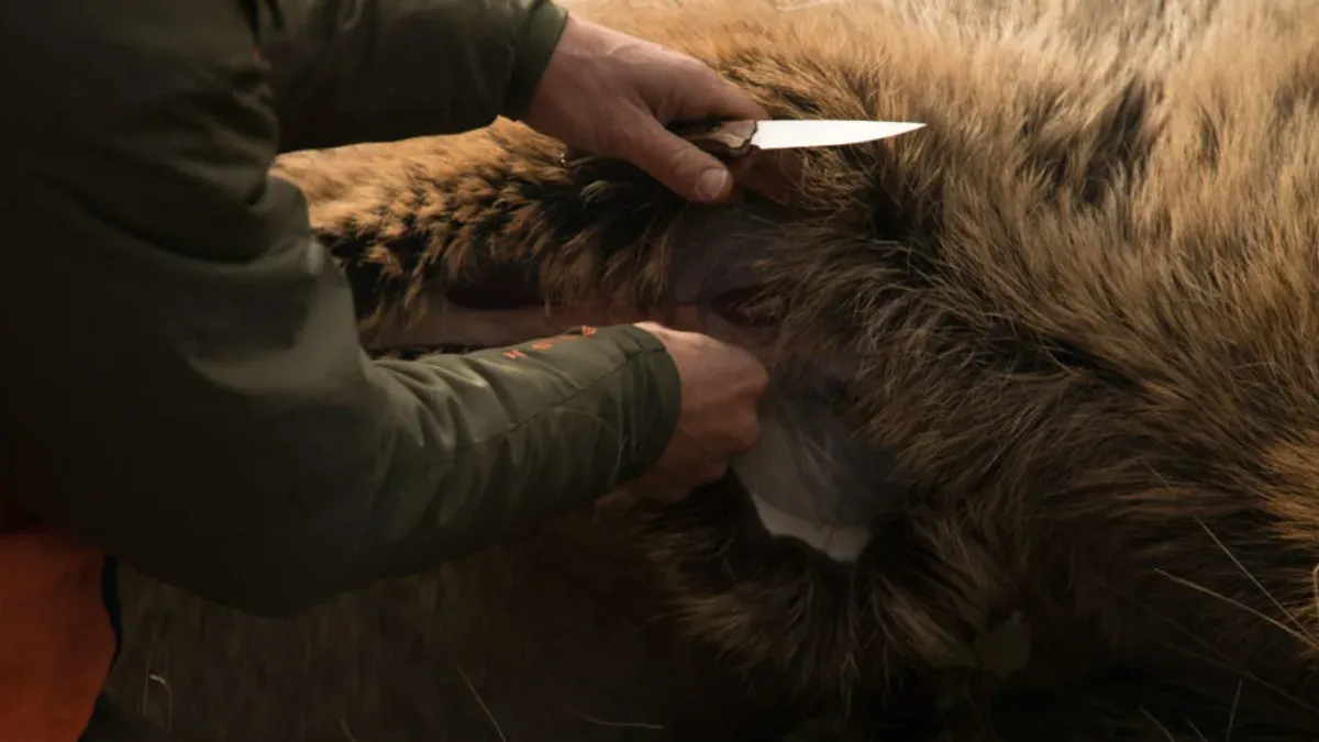 Jägare flår villebråd med kniv i händerna