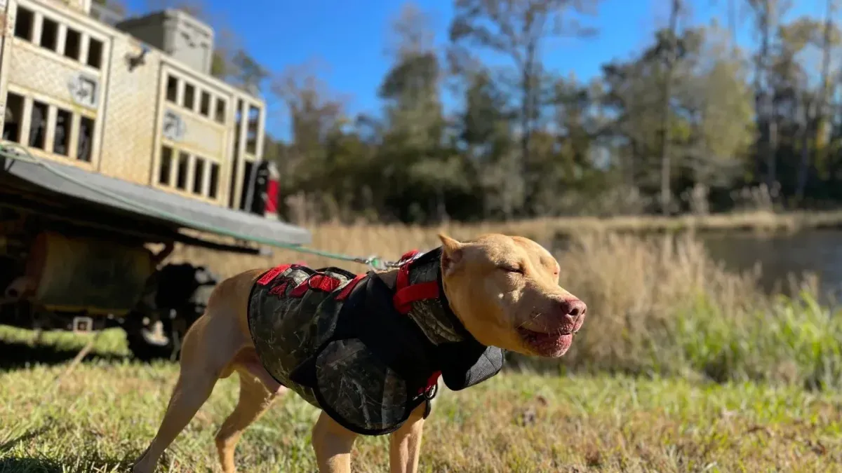 Hund bär kamouflagevast med röda spännen vid husvagn