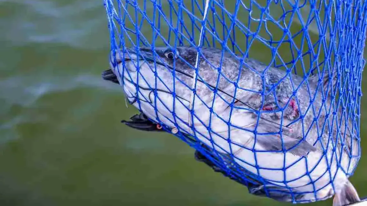 Fisk med öppen mun infångad i blått nät