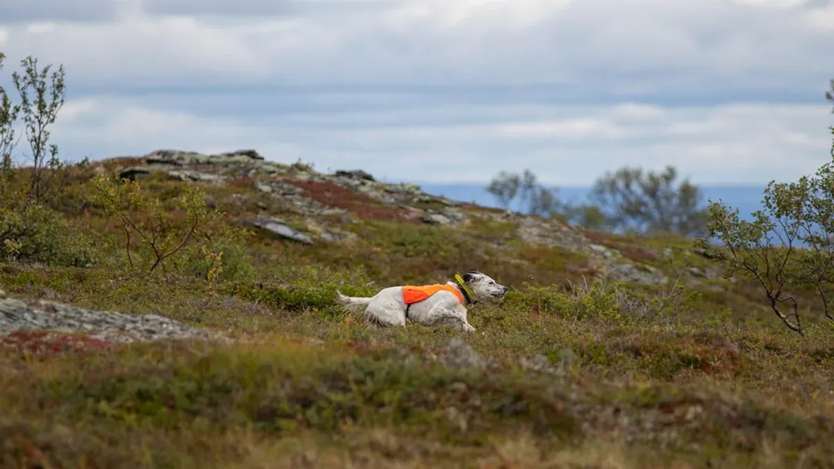 Vit prickig hund i orange väst springer i fjällterräng