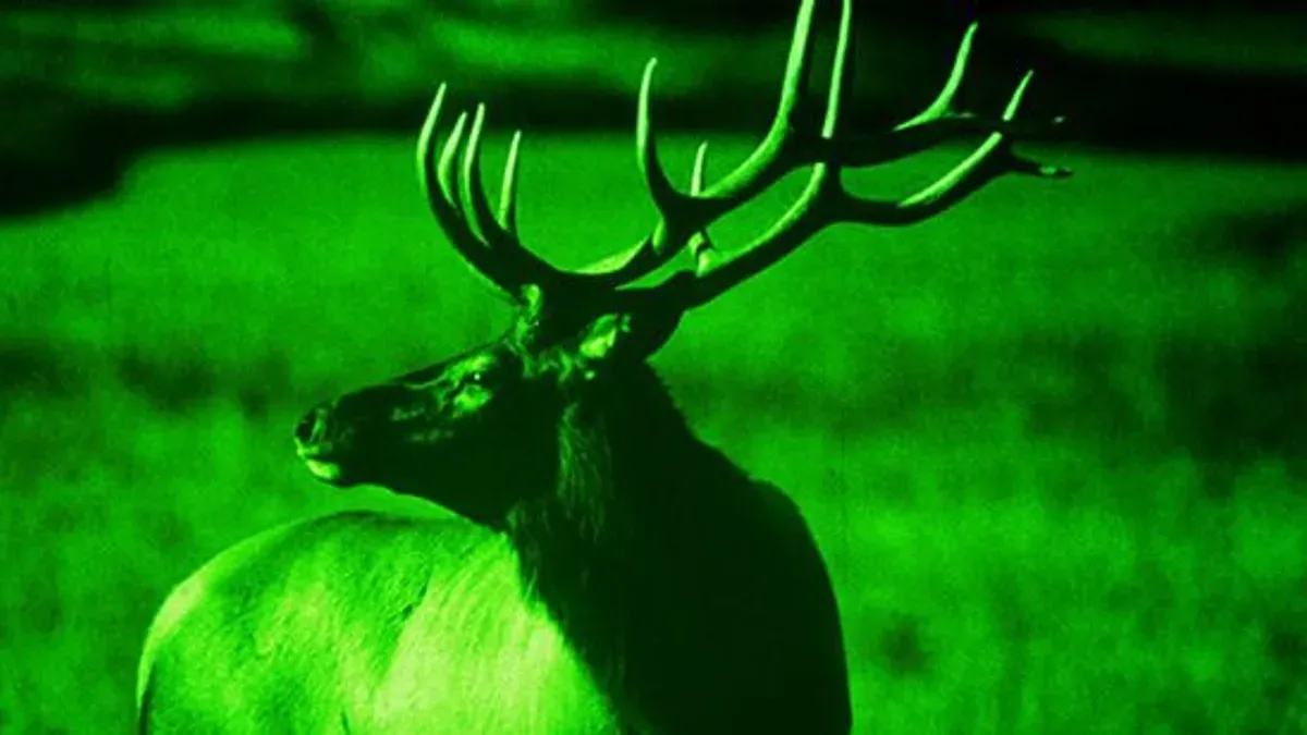 Kronhjort med stora horn sedd genom mörkerkikare