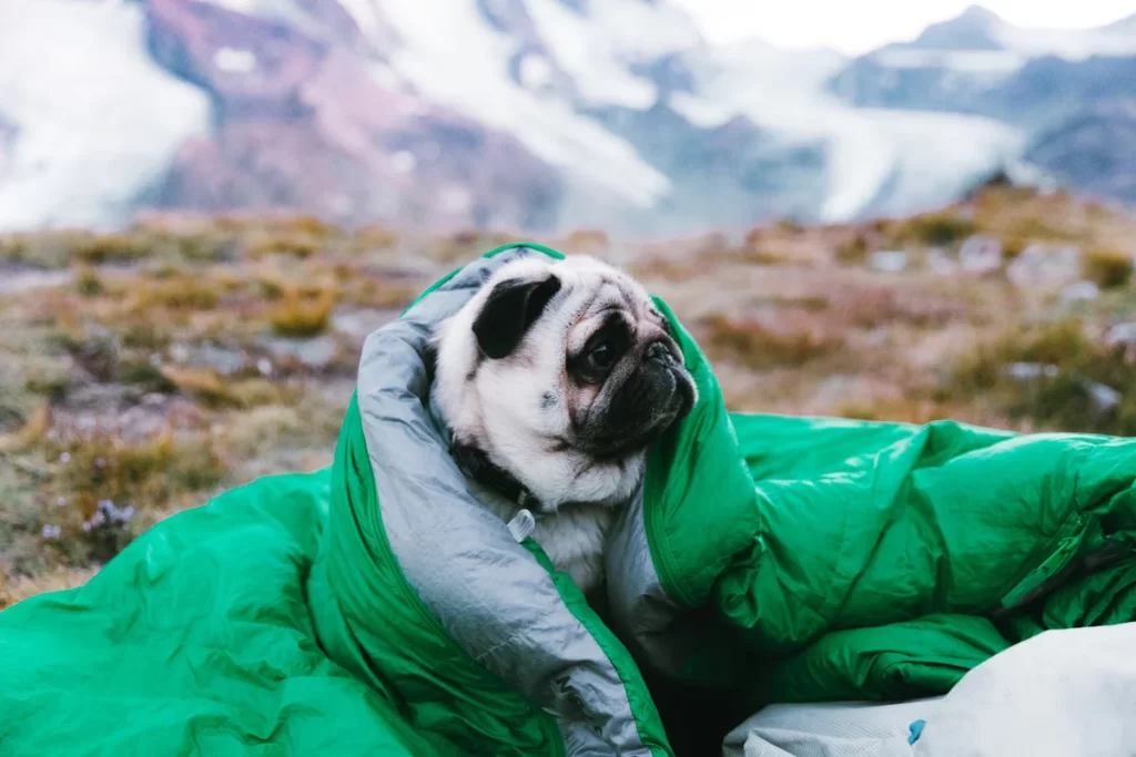 liten hund sovsäck natur