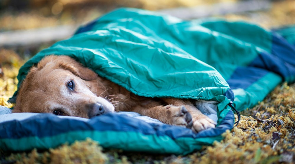 mysigt hund sovsäck